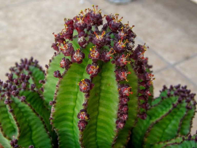 Euphorbia polygona var. anoplia - World of Succulents