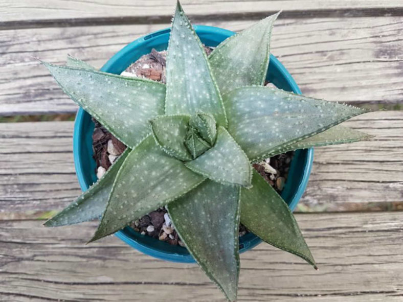 ×Gasteraloe 'Silver Swirls'