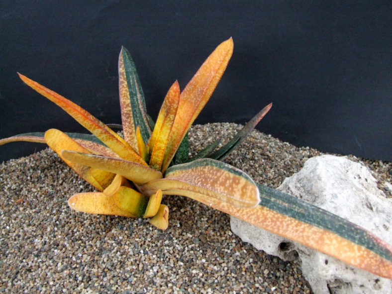 Gasteria carinata 'Variegata'