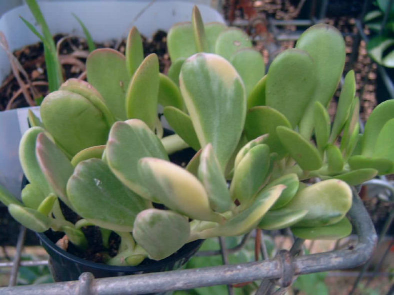 Kleinia petraea 'Variegata' (Variegated Trailing Jade) aka Senecio jacobsenii 'Variegata'