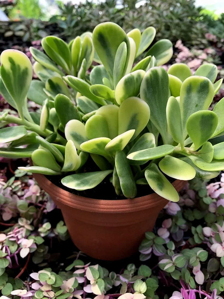 Kleinia petraea 'Variegata' - World of Succulents