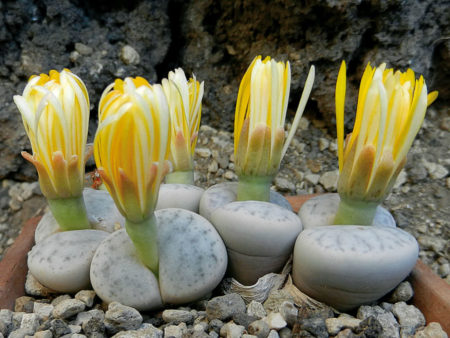 Lithops pseudotruncatella subsp. volkii - World of Succulents