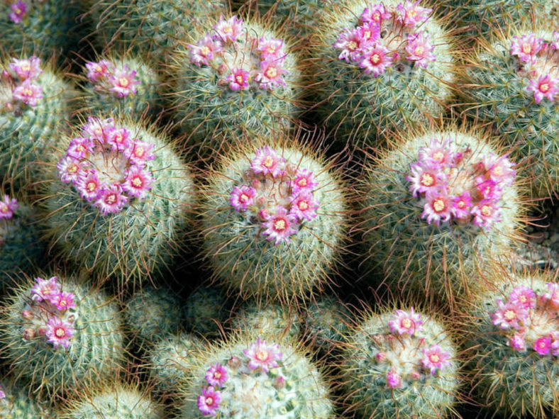 Mammillaria bombycina (Silken Pincushion Cactus)