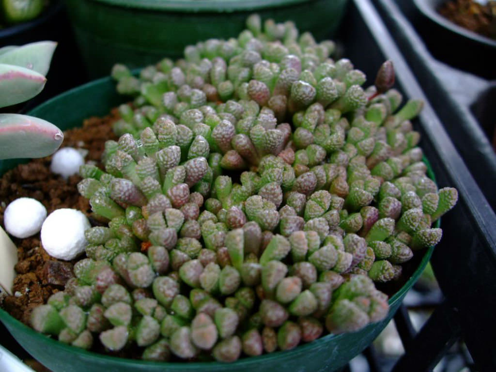 Neohenricia sibbettii Cactus Cacti Succulent Real Live Plant