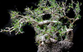 Operculicarya World of Succulents