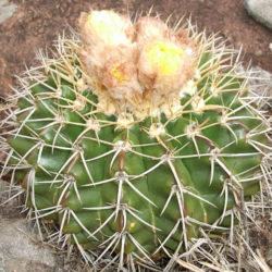 Parodia Erinacea - World Of Succulents