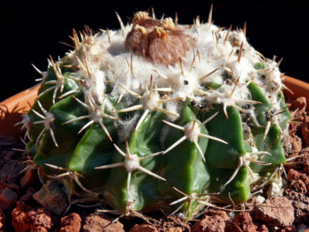 Parodia erinacea - World of Succulents