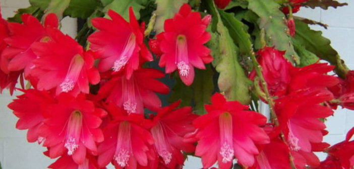 How To Grow And Care For A Red Orchid Cactus World Of Succulents