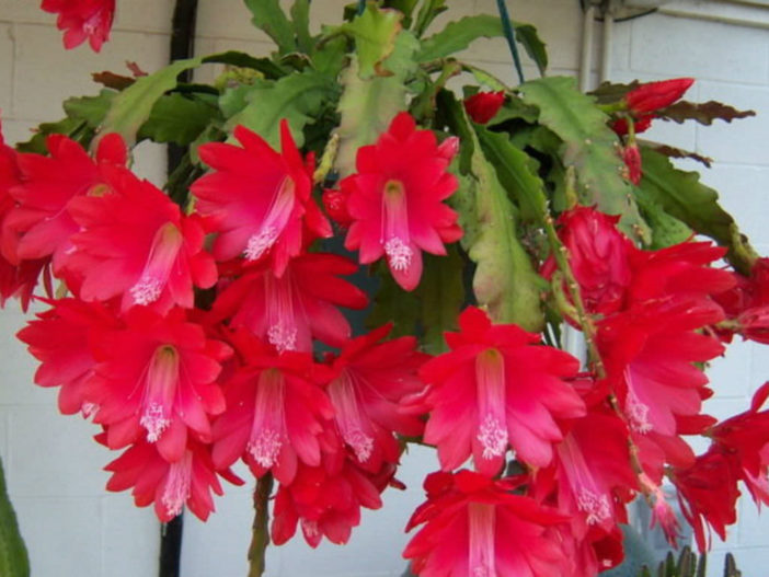 Crecimiento y cuidado del cactus orquídea roja (Disocactus ackermannii)