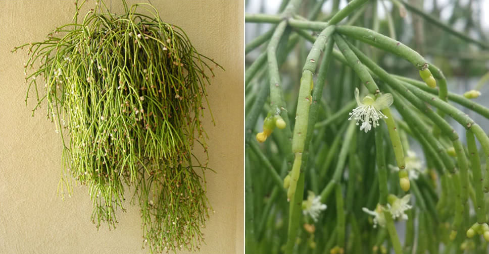 Image result for Rhipsalis teres  wikipedia