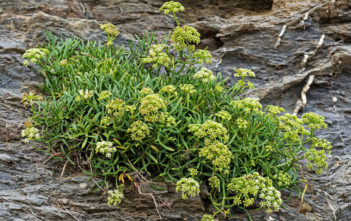 How to Grow and Care for a Rock Samphire (Crithmum maritimum) Rock Samphire (Crithmum maritimum)