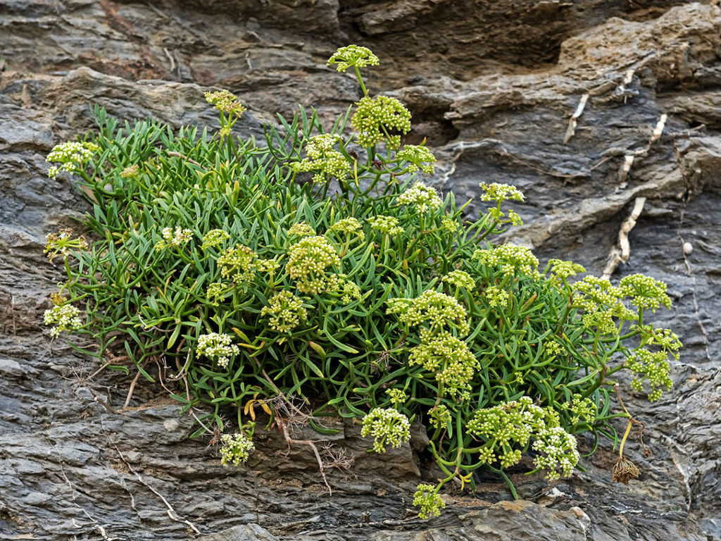How to Grow and Care for a Rock Samphire | World of Succulents
