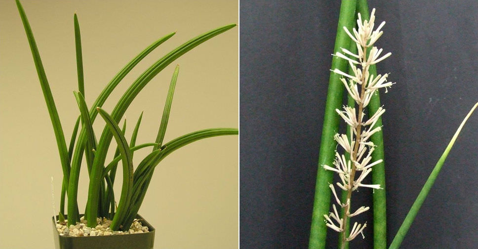 Sansevieria canaliculata (Snake Plant) - World of Succulents