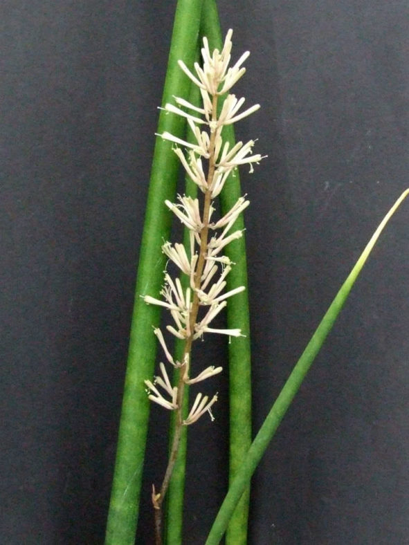 Sansevieria canaliculata (Snake Plant)