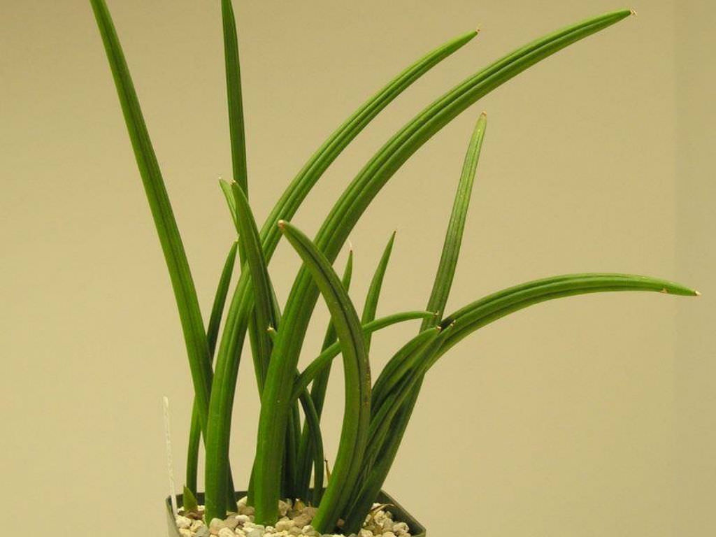 Sansevieria canaliculata (Snake Plant) - World of Succulents