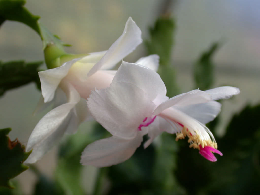 Schlumbergera 'Bridgeport' - World of Succulents