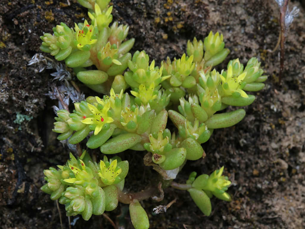 Sedum Litoreum Coastal Stonecrop World Of Succulents