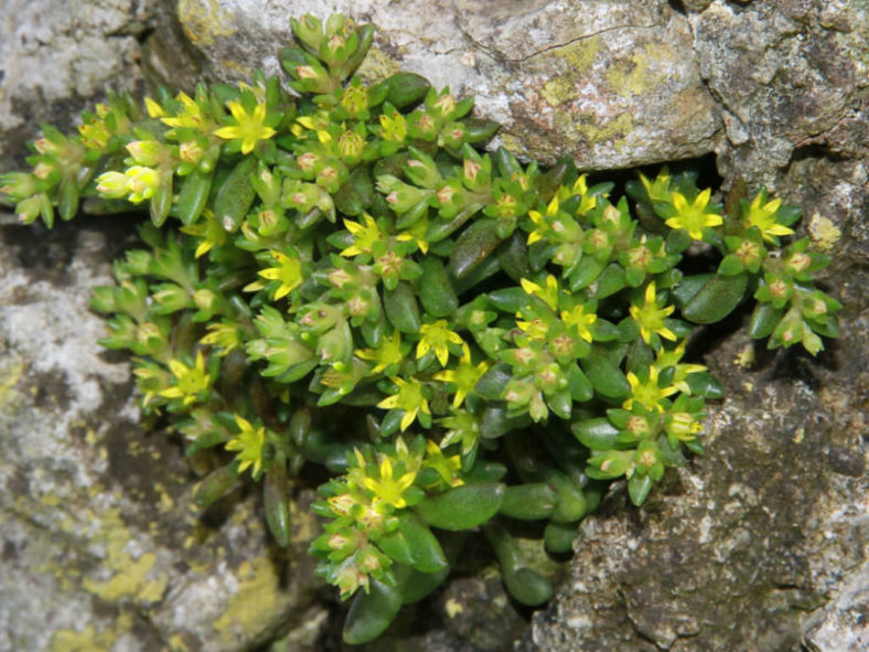 Sedum litoreum (Coastal Stonecrop)