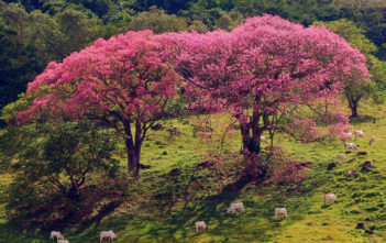 How to Grow and Care for a Silk Floss Tree (Ceiba speciosa) Silk Floss Tree (Ceiba speciosa)
