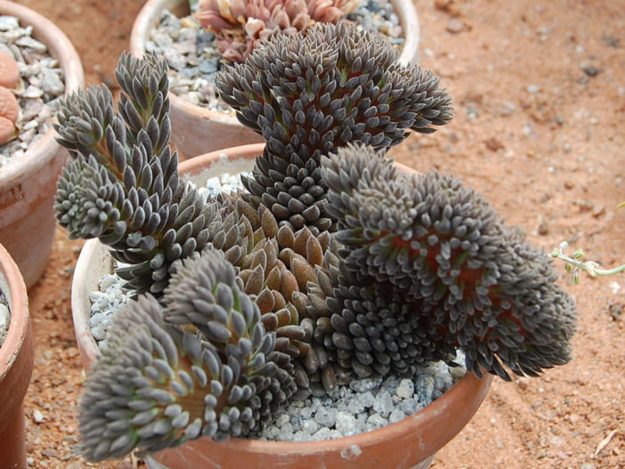 Sinocrassula yunnanensis f. cristata