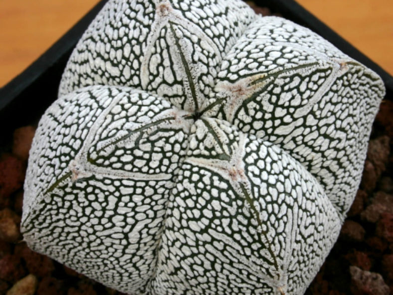 Astrophytum myriostigma 'Onzuka Quadricostatum'