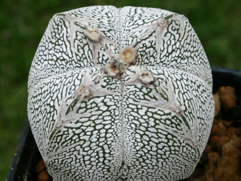 Astrophytum myriostigma 'Onzuka Quadricostatum'