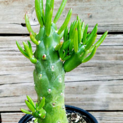 Austrocylindropuntia subulata 'Gumby' - World of Succulents