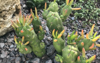 Austrocylindropuntia subulata 'Gumby' Austrocylindropuntia subulata 'Gumby'