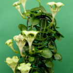  Ceropegia sandersonii (Planta Paracaídas)