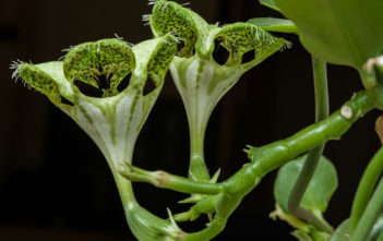 Ceropegia sandersonii (Parachute Plant) Ceropegia sandersonii (Parachute Plant)