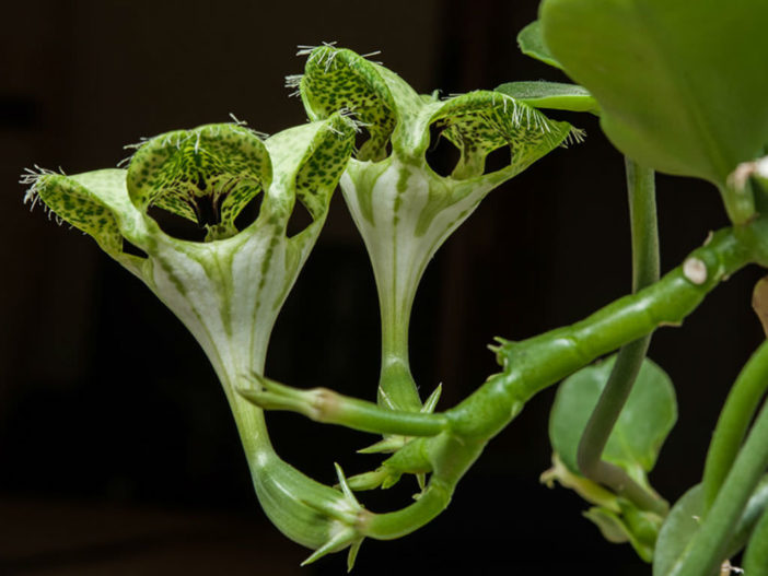 Ceropegia sandersonii（パラシュート植物）