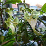 Ceropegia sandersonii (Fallskärmsanläggning)