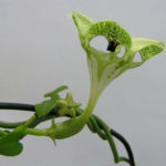  Ceropegia sandersonii (Parachute Plant)