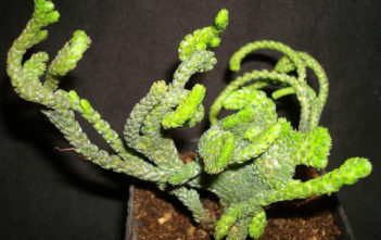 Crassula muscosa f. cristata Crassula muscosa f. cristata
