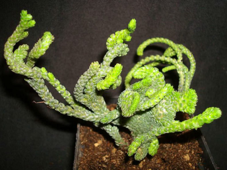 Crassula muscosa 'Cristata' aka Crassula lycopodioides 'Cristata'