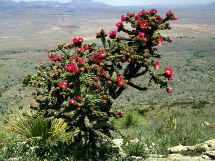 Cylindropuntia imbricata سلندر اوبونتيا امبريكاتا Cylindropuntia-imbricata-Tree-Cholla3-702x527