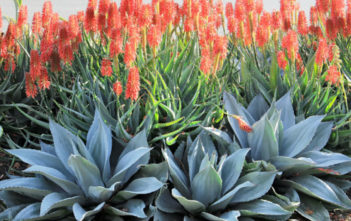 What is the Difference Between Aloe and Agave? Difference Between Aloe and Agave