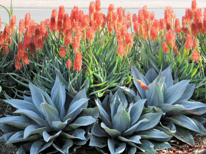 Difference Between Aloe and Agave