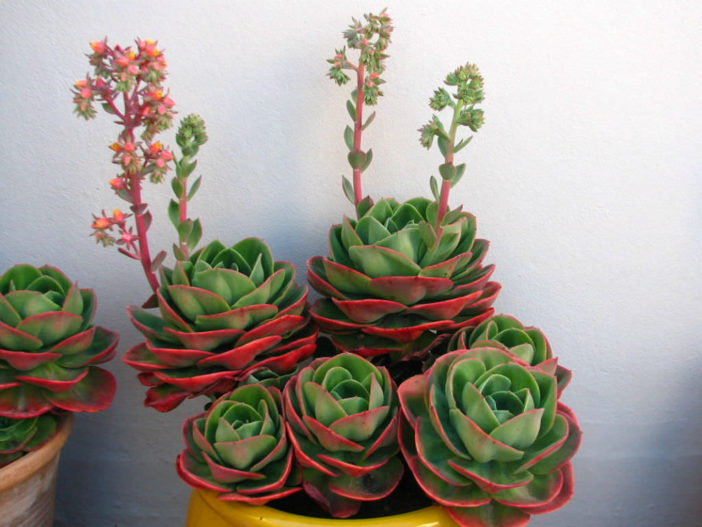 Echeveria 'Mandala'