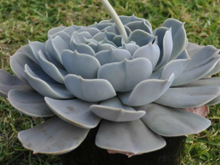 Echeveria 'Pollux' - World of Succulents