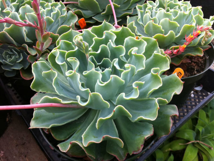 Echeveria 'Tsunami'