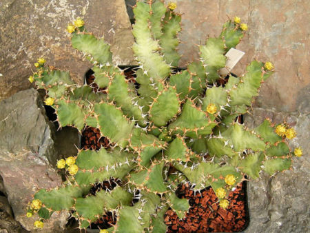 Euphorbia umfoloziensis - World of Succulents