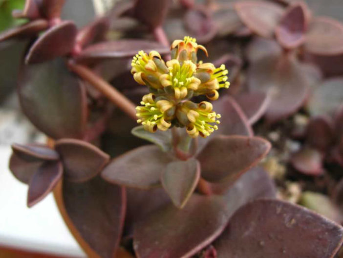 Lenophyllum reflexum