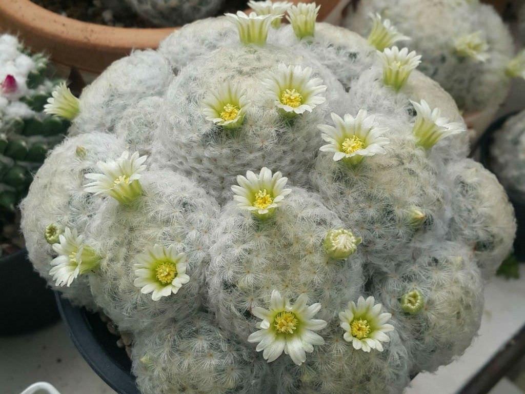 feather cactus