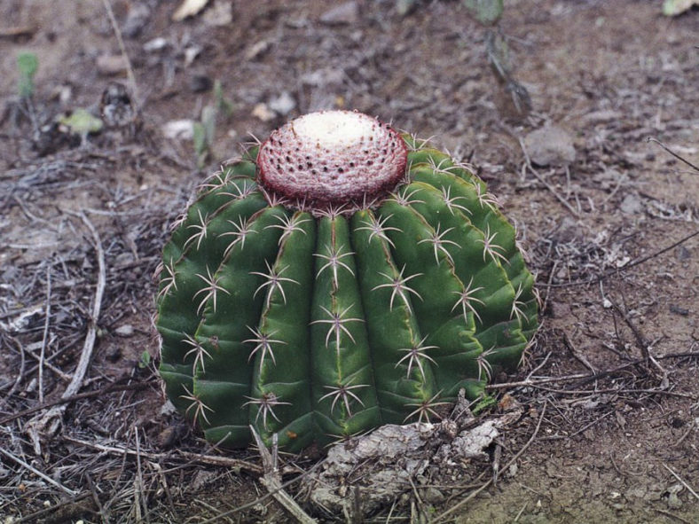 Melocactus bellavistensis
