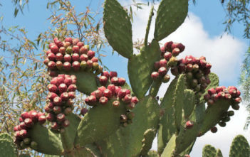 Opuntia tomentosa (Velvet Tree Pear) Opuntia tomentosa (Velvet Tree Pear)