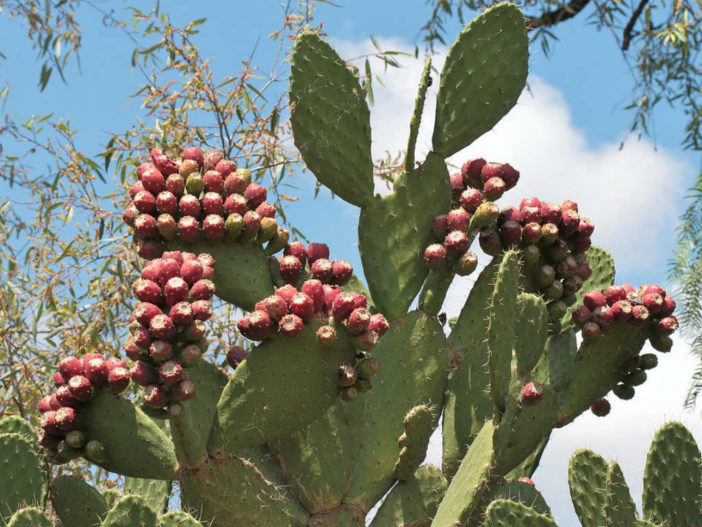 Opuntia tomentosa اوبونتيا تومينتوسا Opuntia-tomentosa-Velvet-Tree-Pear1-702x527