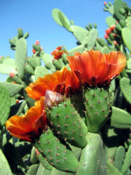 Opuntia tomentosa (Velvet Tree Pear) - World of Succulents