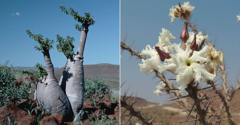 種子 20粒 パキポディウム レアリー Pachypodium lealii 種 Pachypodium lealii パキポディウム レアリー 種子 20粒｜花、園芸