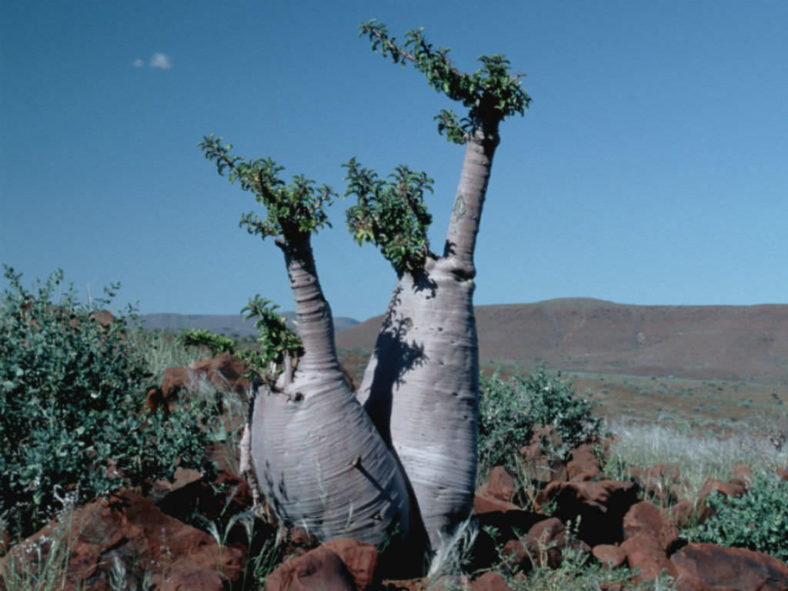 Pachypodium lealii (Bottle Tree)